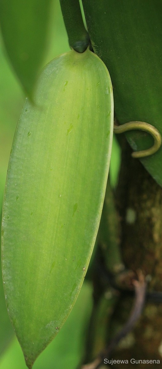 Vanilla planifolia Andrews